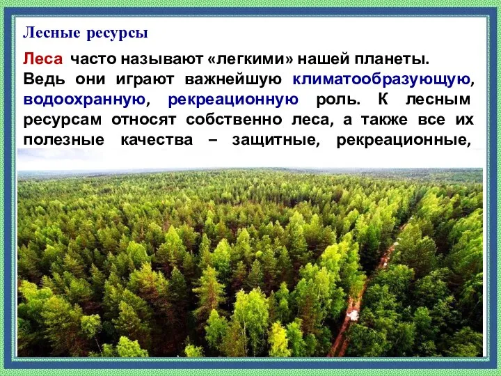 Лесные ресурсы Леса часто называют «легкими» нашей планеты. Ведь они играют важнейшую