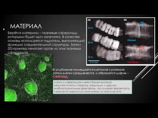 МАТЕРИАЛ Берётся материал – тканевые сфероиды, которыми будет идти запечатка. В качестве