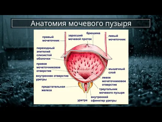 Анатомия мочевого пузыря