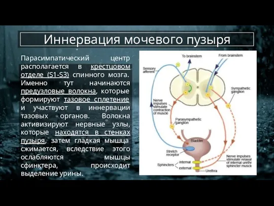 Иннервация мочевого пузыря Парасимпатический центр располагается в крестцовом отделе (S1-S3) спинного мозга.