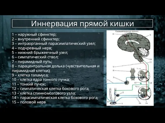 Иннервация прямой кишки 1 – наружный сфинктер; 2 – внутренний сфинктер; 3