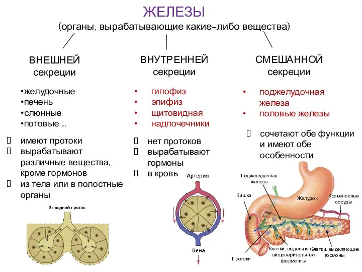 ЖЕЛЕЗЫ (органы, вырабатывающие какие-либо вещества) ВНЕШНЕЙ секреции ВНУТРЕННЕЙ секреции СМЕШАННОЙ секреции желудочные