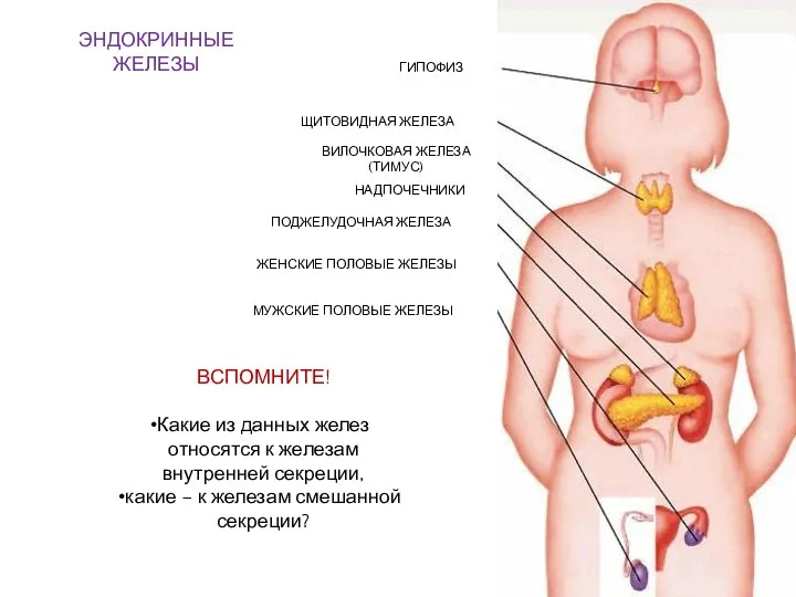 ЭНДОКРИННЫЕ ЖЕЛЕЗЫ ГИПОФИЗ ЩИТОВИДНАЯ ЖЕЛЕЗА НАДПОЧЕЧНИКИ ПОДЖЕЛУДОЧНАЯ ЖЕЛЕЗА ЖЕНСКИЕ ПОЛОВЫЕ ЖЕЛЕЗЫ МУЖСКИЕ