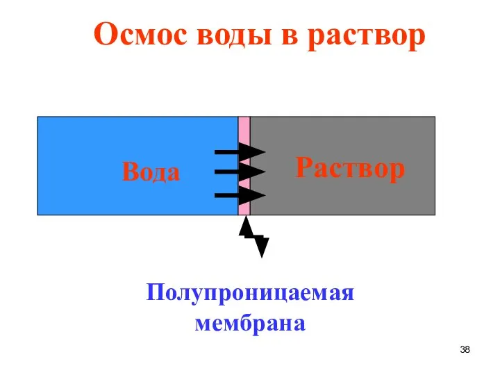 Раствор Вода Полупроницаемая мембрана Осмос воды в раствор