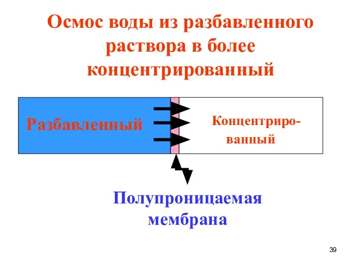 Концентриро- ванный Разбавленный Полупроницаемая мембрана Осмос воды из разбавленного раствора в более концентрированный