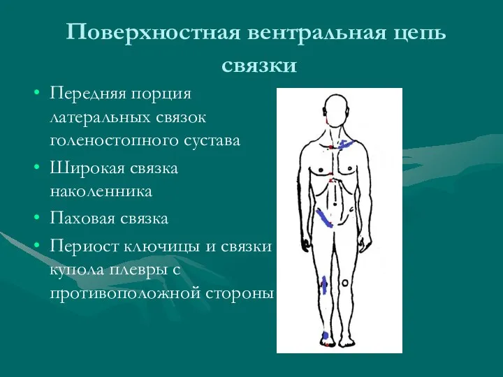 Поверхностная вентральная цепь связки Передняя порция латеральных связок голеностопного сустава Широкая связка