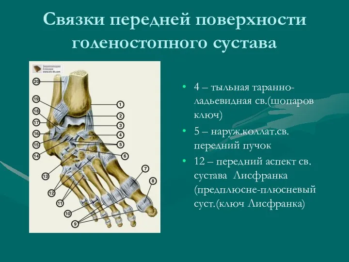 Связки передней поверхности голеностопного сустава 4 – тыльная таранно-ладьевидная св.(шопаров ключ) 5