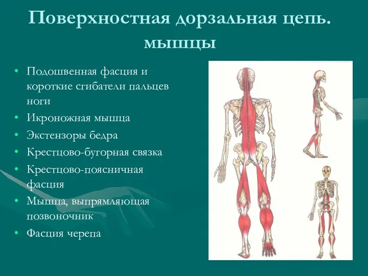 Поверхностная дорзальная цепь. мышцы Подошвенная фасция и короткие сгибатели пальцев ноги Икроножная