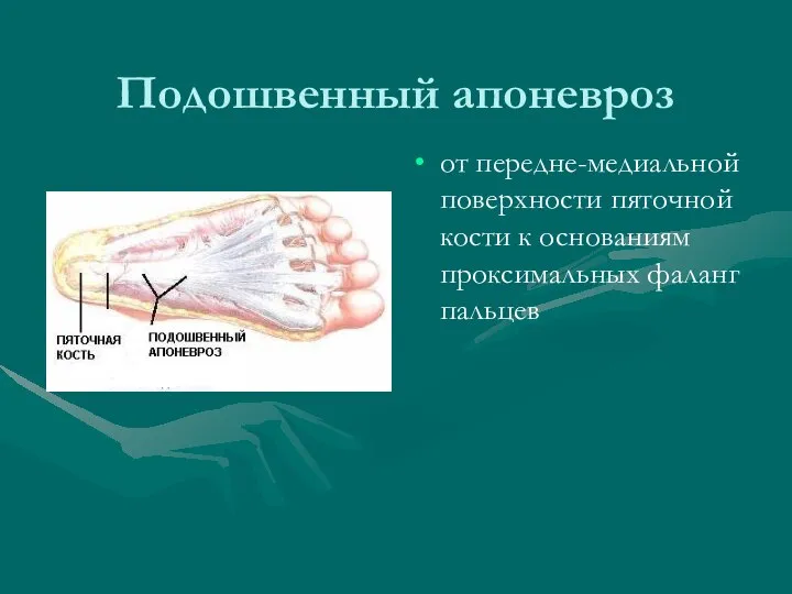 Подошвенный апоневроз от передне-медиальной поверхности пяточной кости к основаниям проксимальных фаланг пальцев