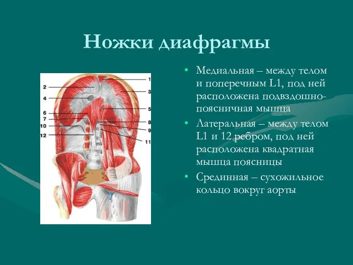 Ножки диафрагмы Медиальная – между телом и поперечным L1, под ней расположена