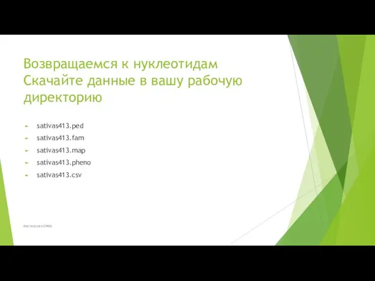 Возвращаемся к нуклеотидам Скачайте данные в вашу рабочую директорию sativas413.ped sativas413.fam sativas413.map sativas413.pheno sativas413.csv Мастерская GWAS