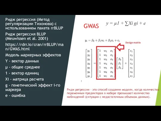 GWAS Ридж регрессия (Метод регуляризации Тихонова) с использованием пакета rrBLUP Ридж регрессия