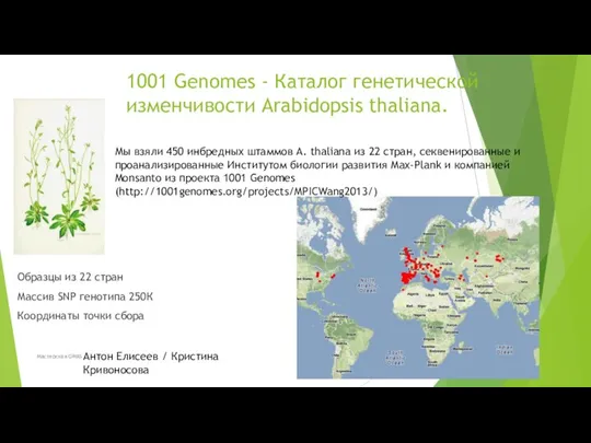 1001 Genomes - Каталог генетической изменчивости Arabidopsis thaliana. Образцы из 22 стран