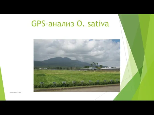 GPS-анализ O. sativa Мастерская GWAS