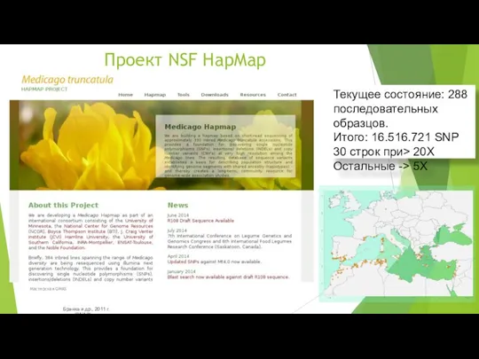 Проект NSF HapMap Текущее состояние: 288 последовательных образцов. Итого: 16.516.721 SNP 30