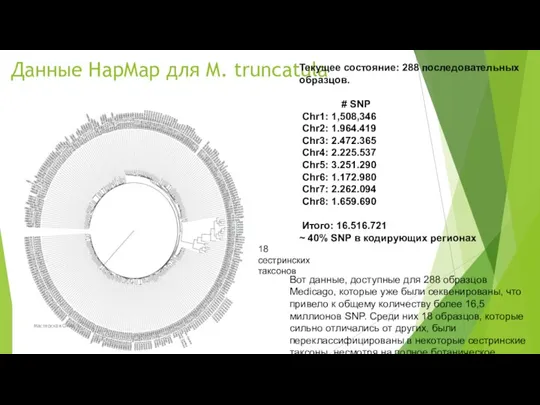 Данные HapMap для M. truncatula Текущее состояние: 288 последовательных образцов. # SNP