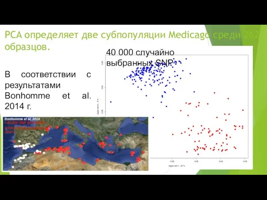 PCA определяет две субпопуляции Medicago среди 262 образцов. 40 000 случайно выбранных