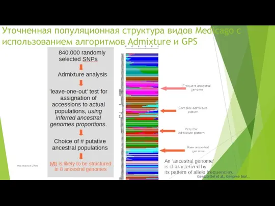 Уточненная популяционная структура видов Medicago с использованием алгоритмов Admixture и GPS Gentzbittel