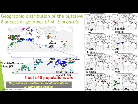 Geographic distribution of the putative 8 ancestral genomes of M. truncatula Spanish