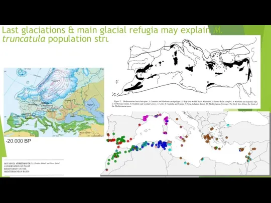 Last glaciations & main glacial refugia may explain M. truncatula population structure -20.000 BP GWAS workshop