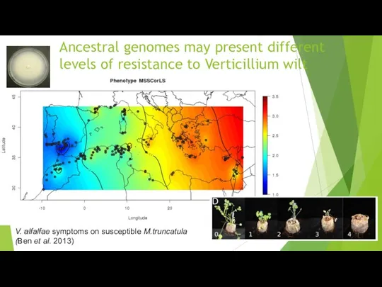 Ancestral genomes may present different levels of resistance to Verticillium wilt V.