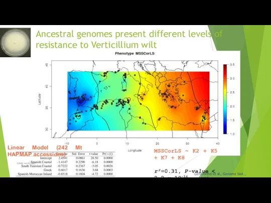 Ancestral genomes present different levels of resistance to Verticillium wilt Linear Model