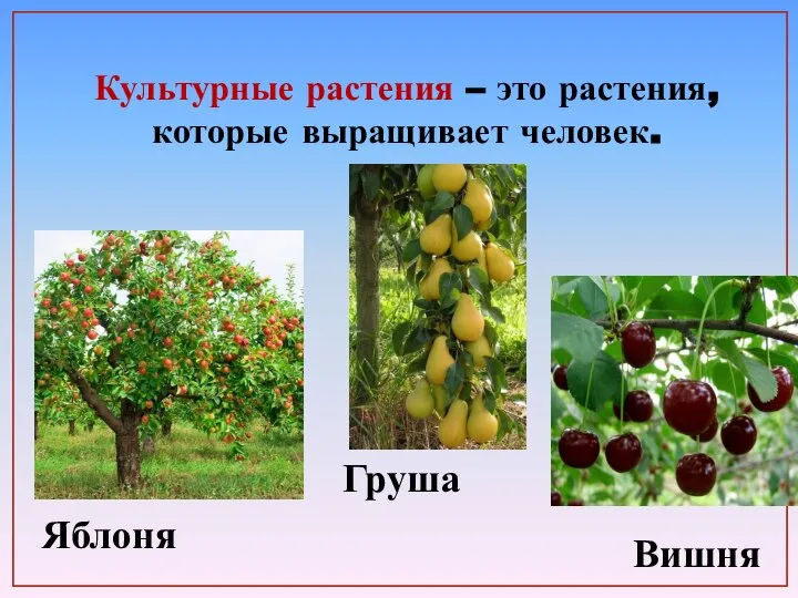 Культурные растения – это растения, которые выращивает человек. Яблоня Груша Вишня