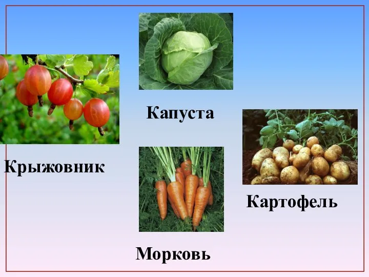 Картофель Морковь Крыжовник Капуста