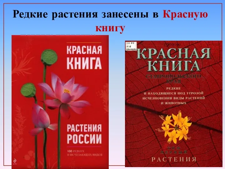 Редкие растения занесены в Красную книгу