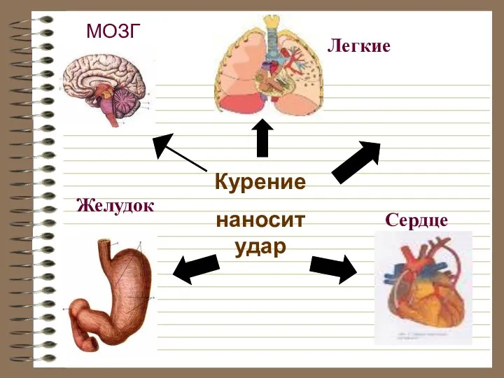 Курение наносит удар Легкие Желудок Сердце МОЗГ