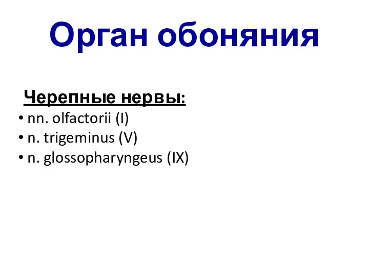 Орган обоняния Черепные нервы: nn. olfactorii (I) n. trigeminus (V) n. glossopharyngeus (IX)