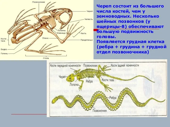 Череп состоит из большего числа костей, чем у земноводных. Несколько шейных позвонков