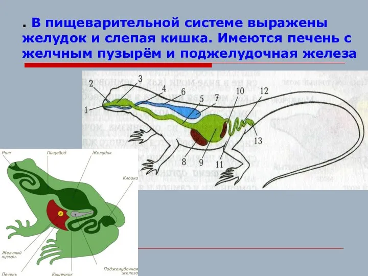 . В пищеварительной системе выражены желудок и слепая кишка. Имеются печень с