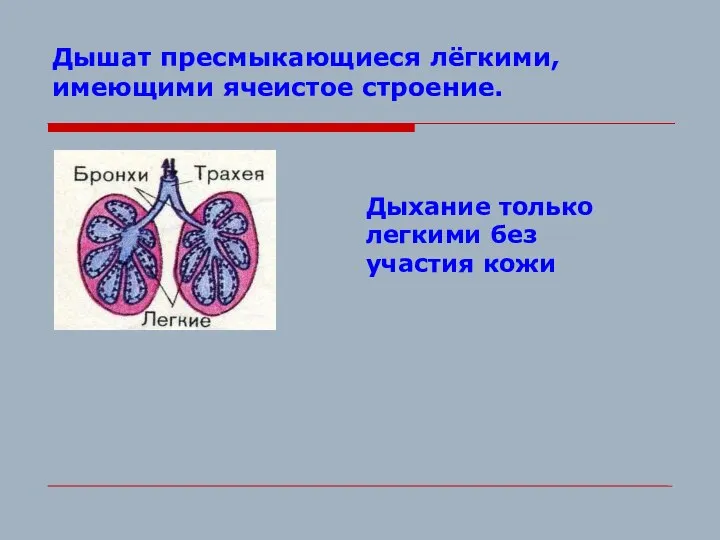 Дышат пресмыкающиеся лёгкими, имеющими ячеистое строение. Дыхание только легкими без участия кожи