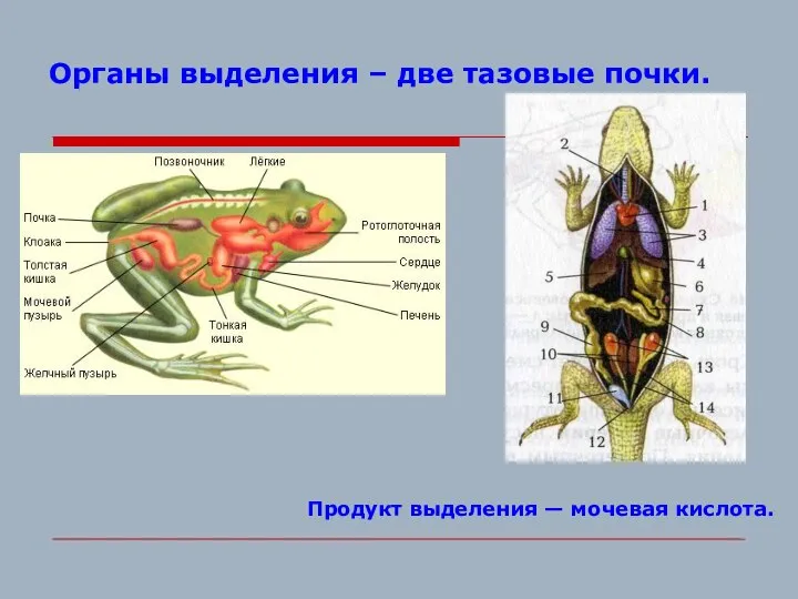 Органы выделения – две тазовые почки. Продукт выделения — мочевая кислота.