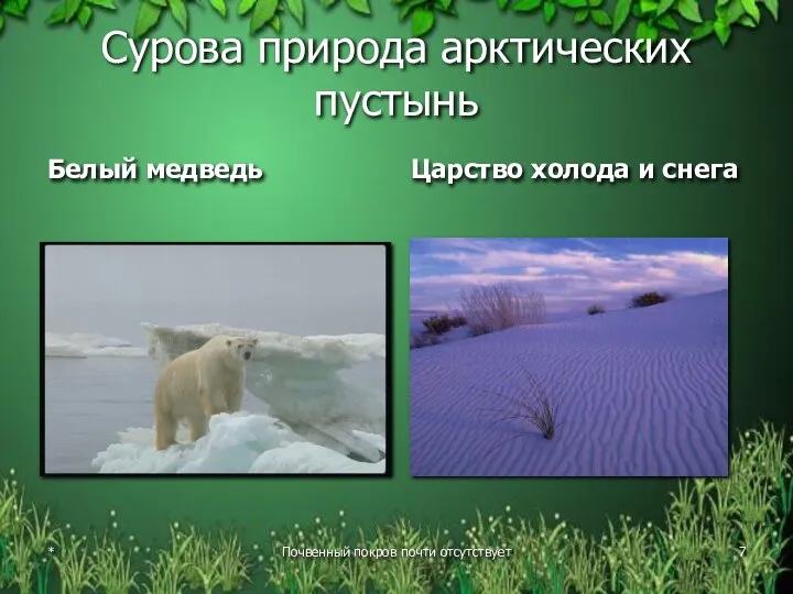 Сурова природа арктических пустынь Белый медведь Царство холода и снега * Почвенный покров почти отсутствует
