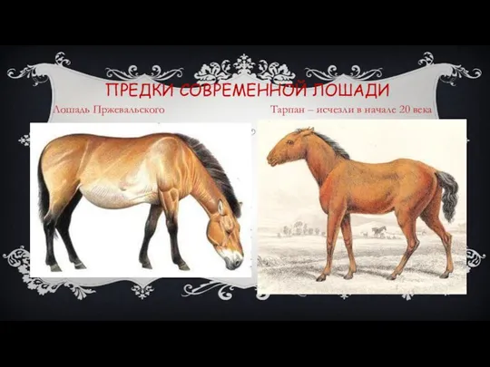 Лошадь Пржевальского Тарпан – исчезли в начале 20 века ПРЕДКИ СОВРЕМЕННОЙ ЛОШАДИ