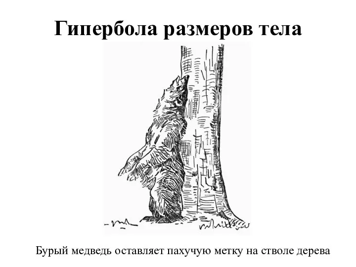 Гипербола размеров тела Бурый медведь оставляет пахучую метку на стволе дерева