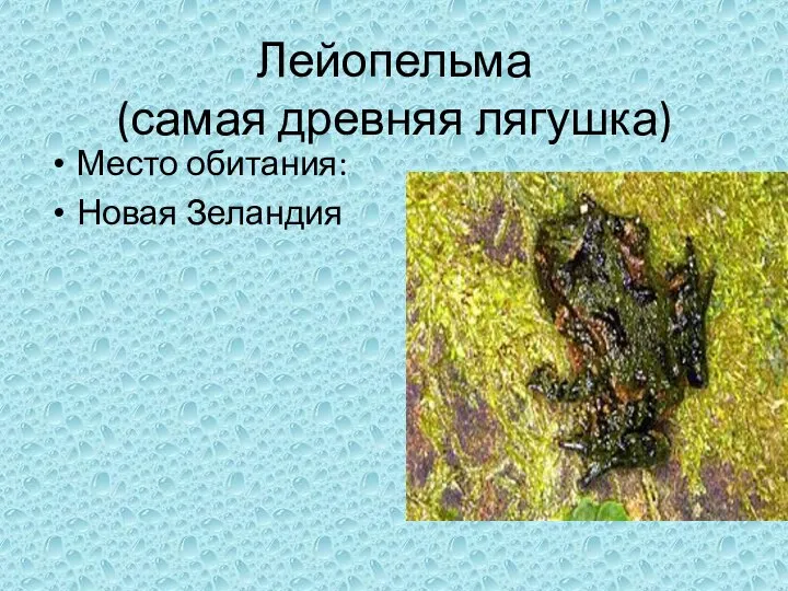 Лейопельма (самая древняя лягушка) Место обитания: Новая Зеландия