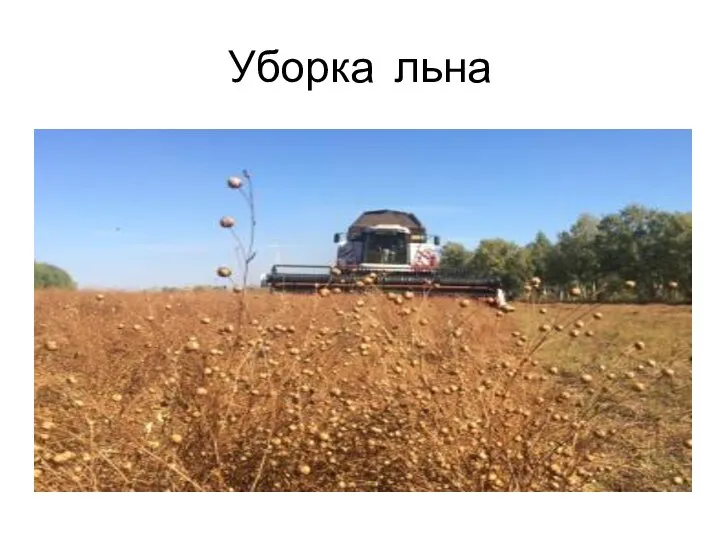 Уборка льна