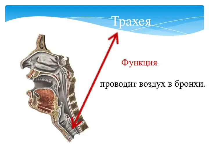 Трахея Функция: проводит воздух в бронхи.