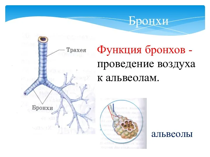 Функция бронхов - проведение воздуха к альвеолам. Бронхи альвеолы