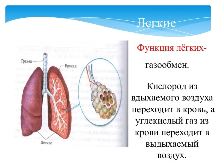 Легкие Функция лёгких- газообмен. Кислород из вдыхаемого воздуха переходит в кровь, а