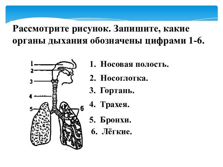 Рассмотрите рисунок. Запишите, какие органы дыхания обозначены цифрами 1-6. 1. Носовая полость.