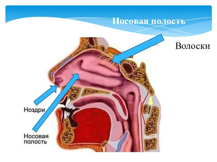 Волоски Носовая полость