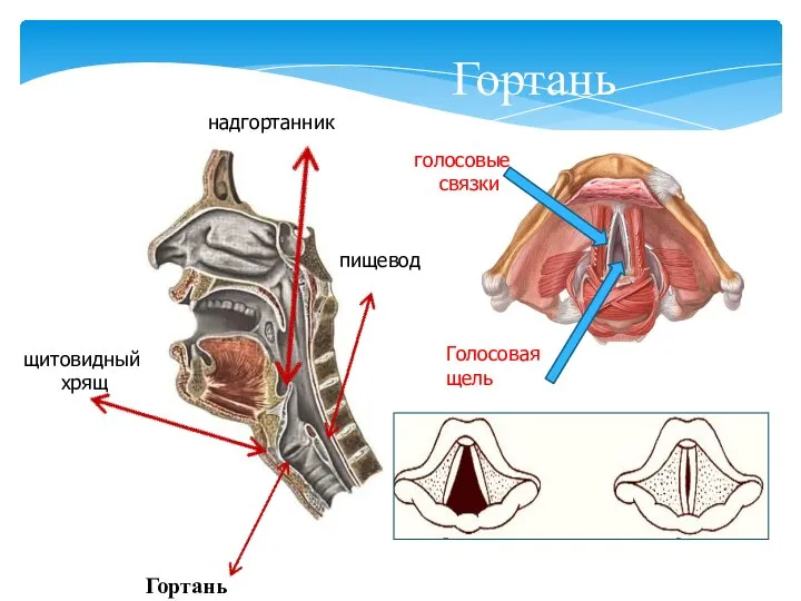 Гортань надгортанник пищевод щитовидный хрящ голосовые связки Голосовая щель Гортань
