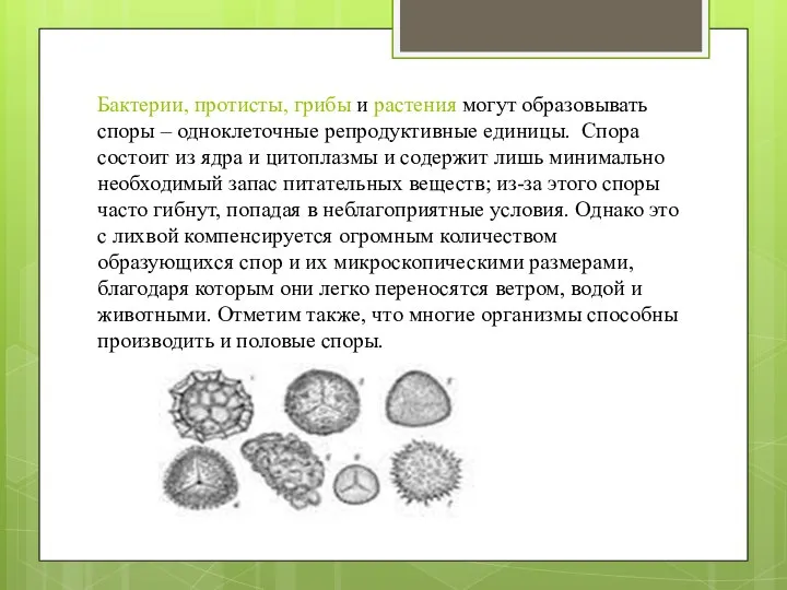 Бактерии, протисты, грибы и растения могут образовывать споры – одноклеточные репродуктивные единицы.