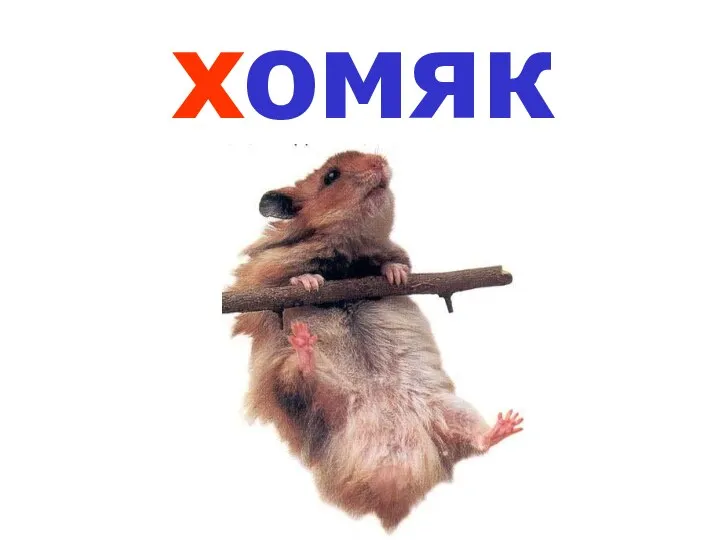 хомяк