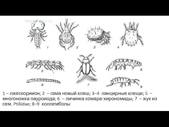 1 – лжескориион; 2 – гама новый клеш; 3–4 панцирные клещи; 5