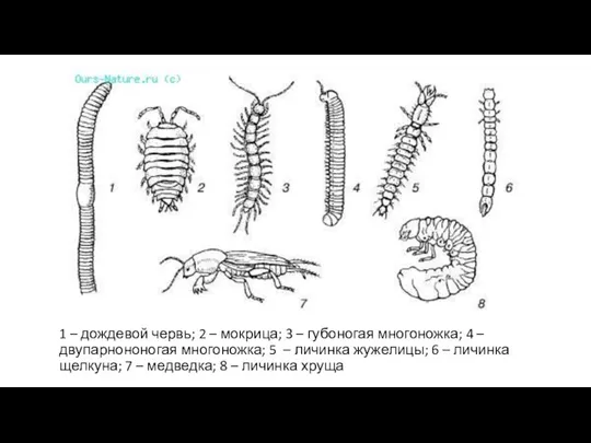 1 – дождевой червь; 2 – мокрица; 3 – губоногая многоножка; 4